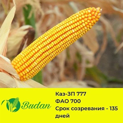 Продаю  семена кукурузы
1) семена кукурузы