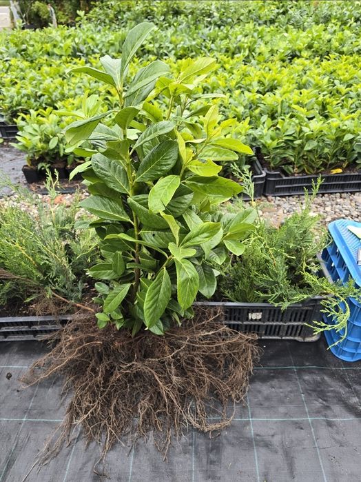 Laur Englezesc Novita - 80-100cm,  Ramificat