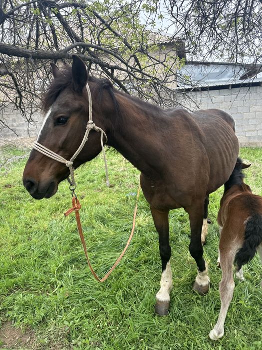 Лошад бие кулынмен