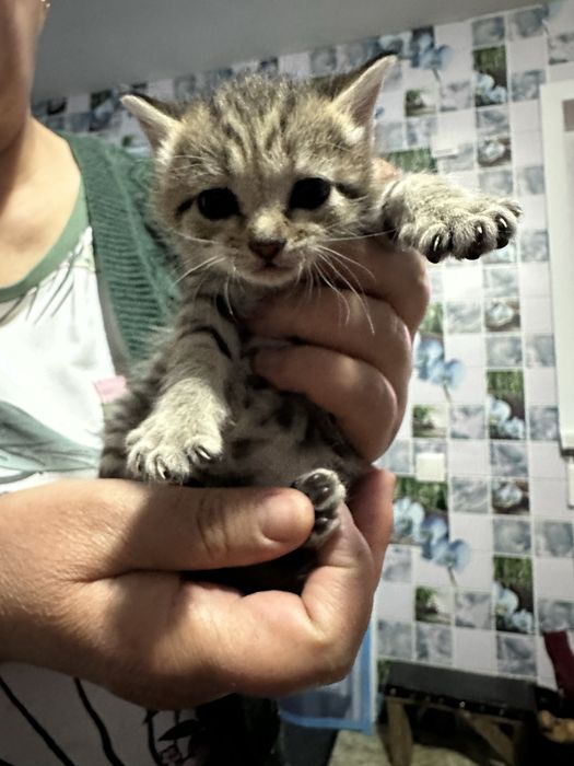 Отдам котят бесплатно
