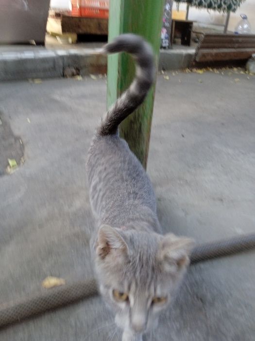 Отдам в хорошие руки