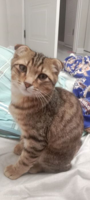 Отдам кошку в добрые руке