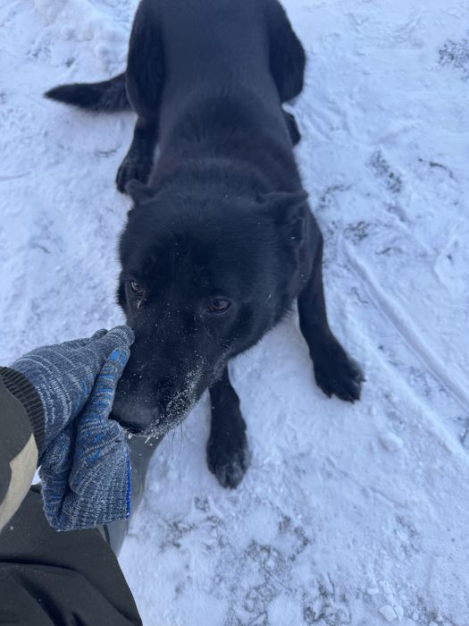 Продам породистую собаку, восточно-европейскую овчарку, 6 лет