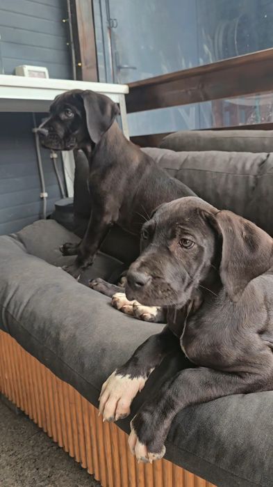 Femela Dog German Great dane cu pasaport eu