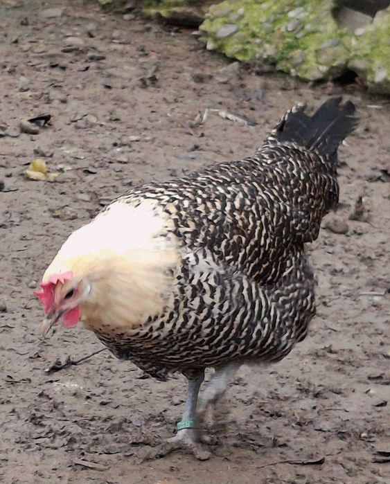 Pasari de rasa brakel