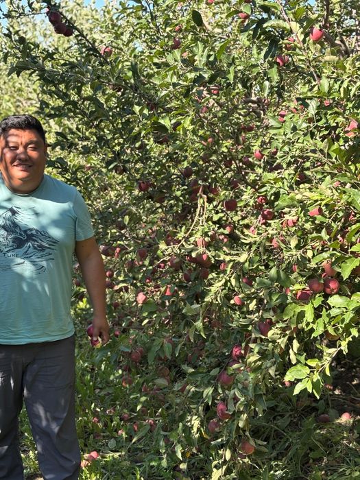 Яблони 7летки Мельба,американка ред кап уралочка