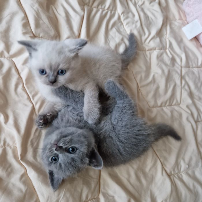 Чистокръвни Британски късокосмести котенца