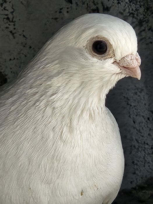 Продам голубей разных мастей летные.