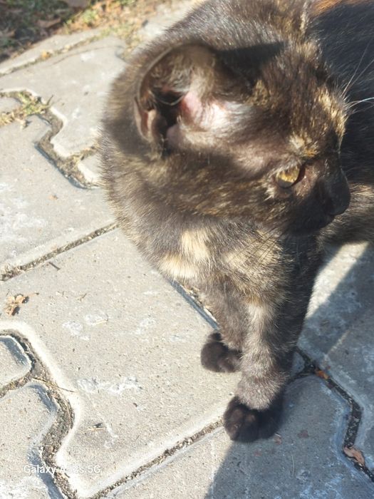 Pisică aspect tortie
