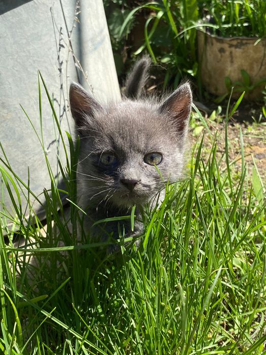Отдам котят в добрые руки