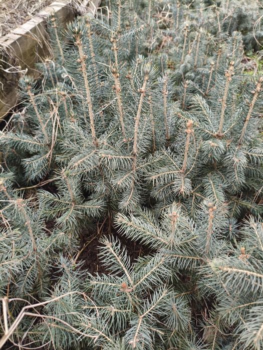 Ko'k archa (Ель голубая, ель колючая)