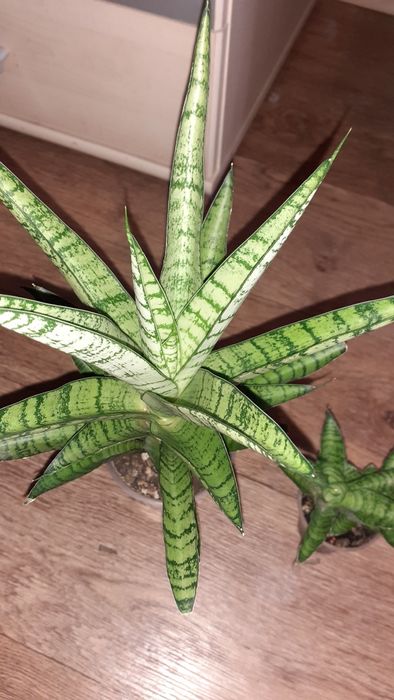 Сансевиерия Санса  Цветы в Алматы