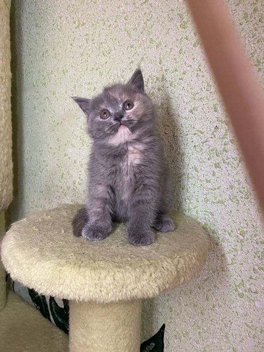 mushuk sotiladi skotch stryad toza qon