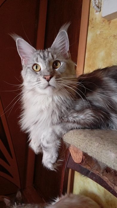 Подрощеные котята Мейн Кун. Питомник  "Fluffy Tale"