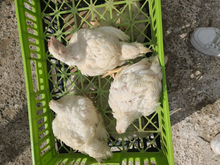 Pui alb de carne și rasa mixta