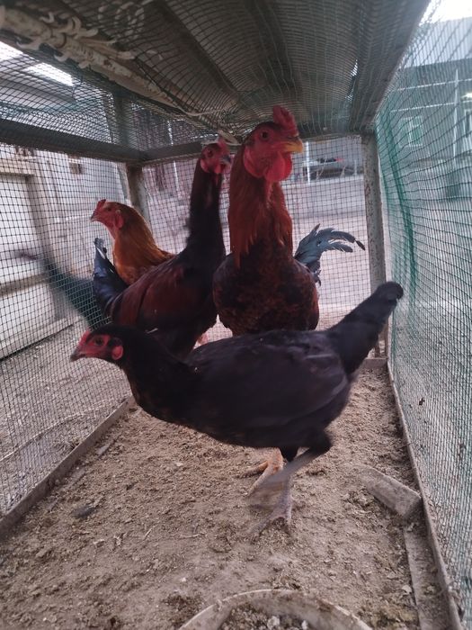 Хуроз  товуклар сотилади ёш