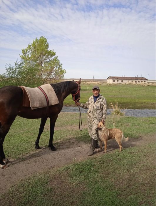 Айгыр сатылады жорга