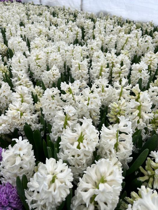 Vand zambile la ghiveci, calitatea I