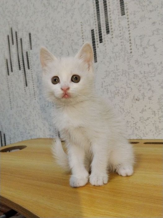 Продаётся белье котят
