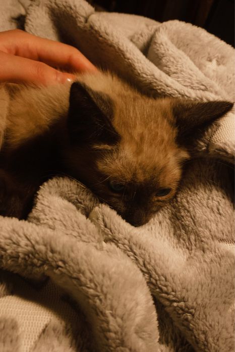 Сиамская порода котенок