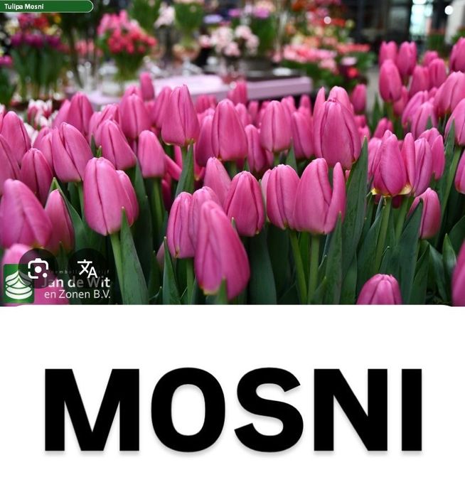 Тюльпаны  Шикарные Оптом и В Розницу