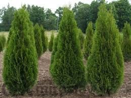 Туя Смарагд в саксия-30-35см (акция)