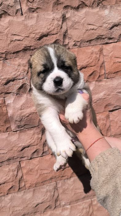 Алабаи щенки мальчики и девочки