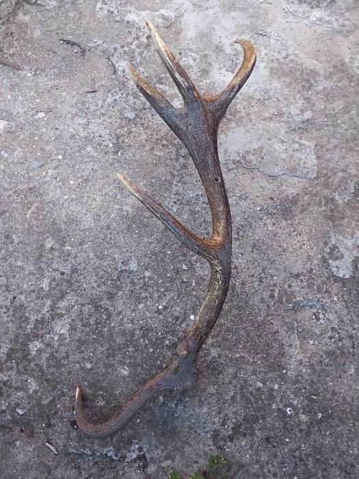 Еленови рога от благороден елен