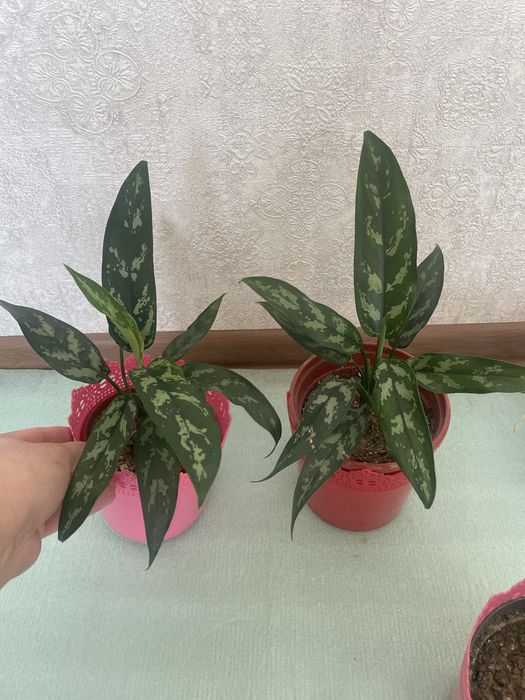 Аглаонема мария адаптированная