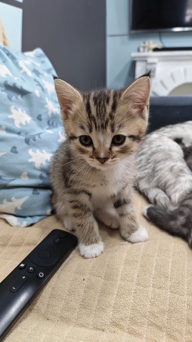 Отдам котят 1,5 месяца