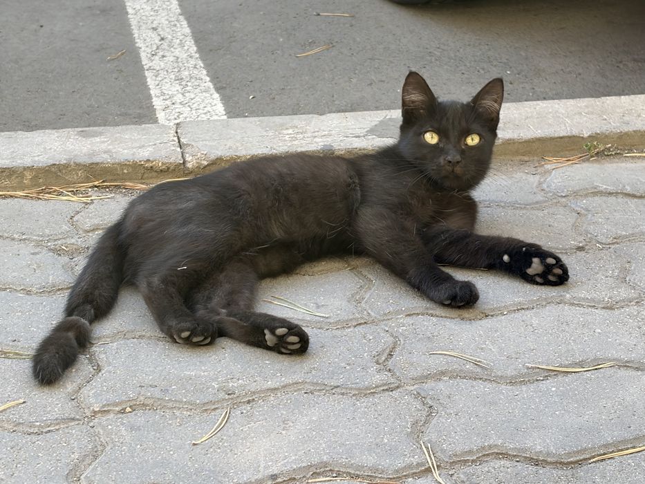 Котенок ищет дом
