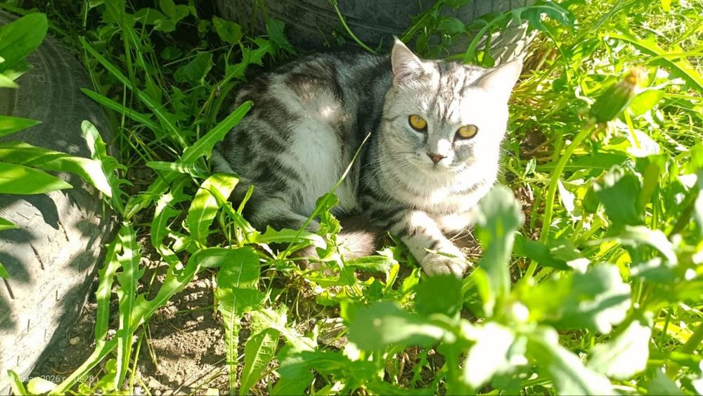 Кот, Котенок, Kot