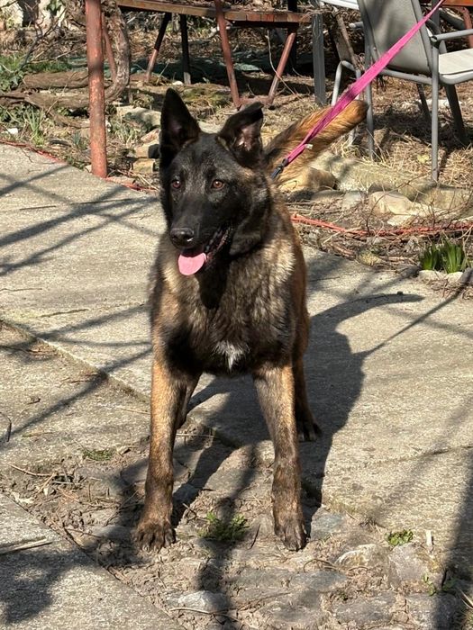 Malinois mascul 8 luni cu pedigree