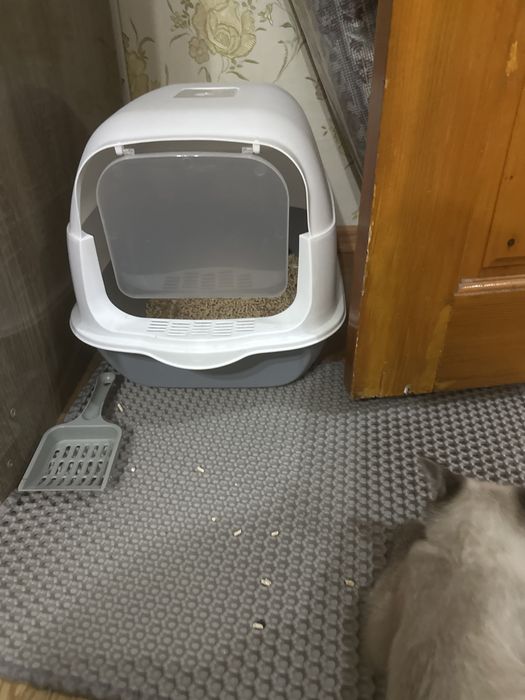 Домашняя кошка, приученная