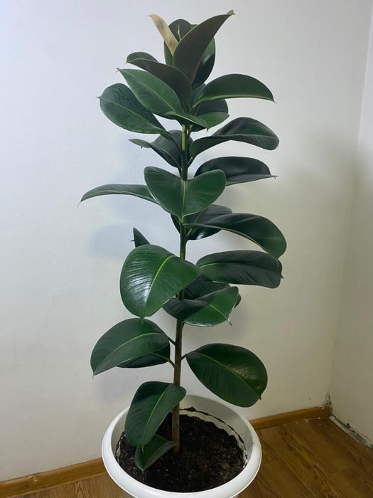 Фикус Робуста.