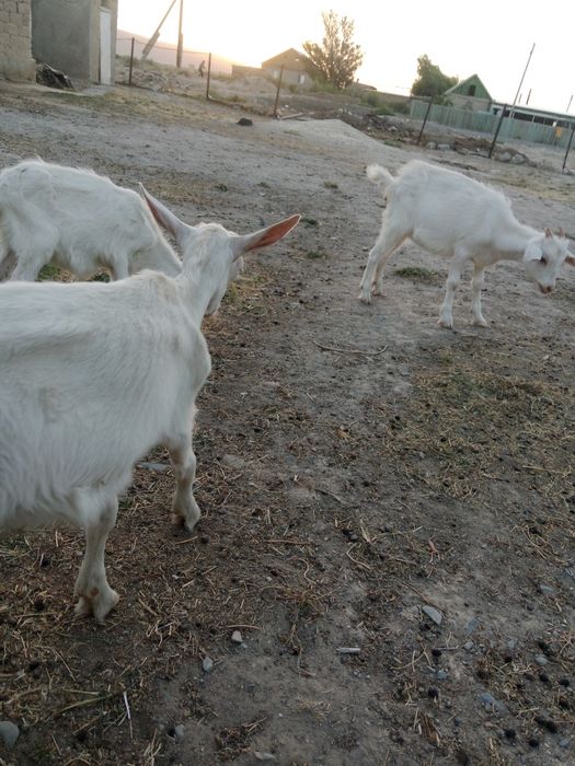 Занен лактар. 1 еркек 2 ургашы.