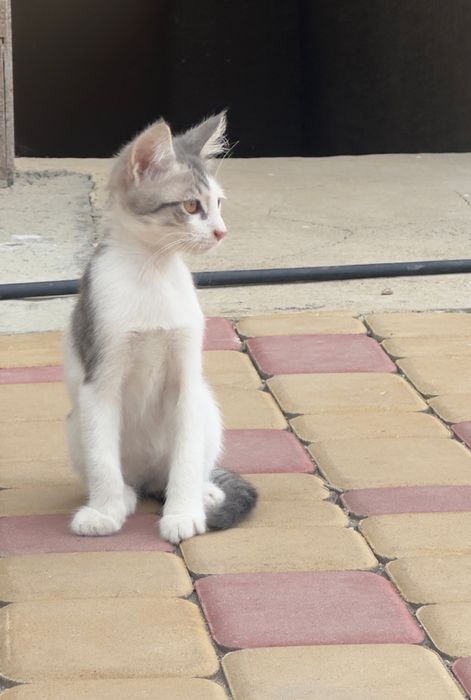 Котята, кот , кошка