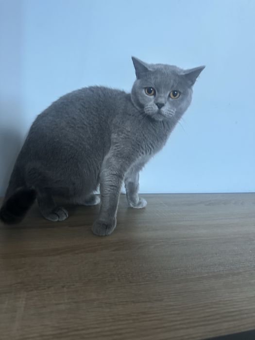 Британска късокосместа на 2 г.