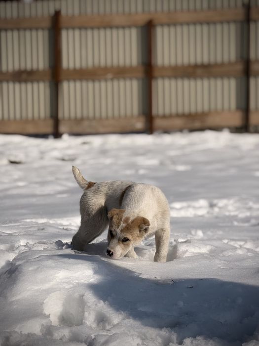 Алабай тобет кушык