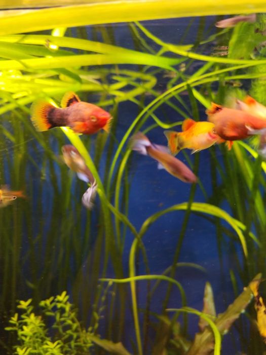 аквариумные рыбки  пецилии.