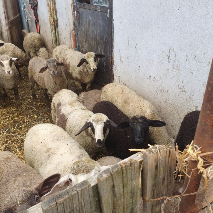 Агнета – здрави и домашно отглеждани