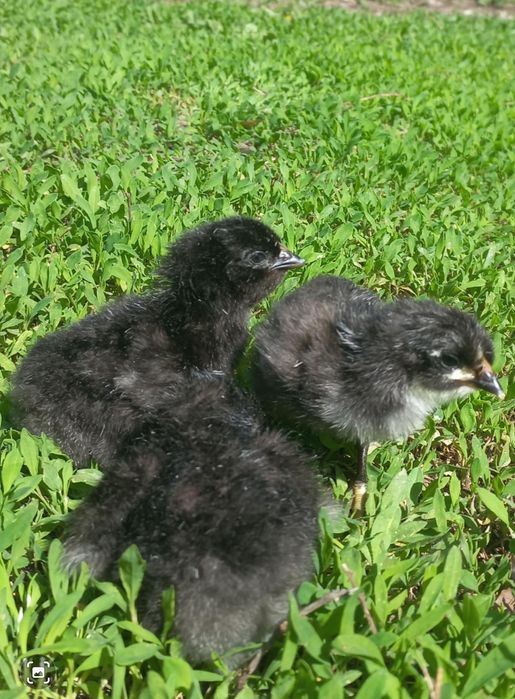 Цыплята суточные