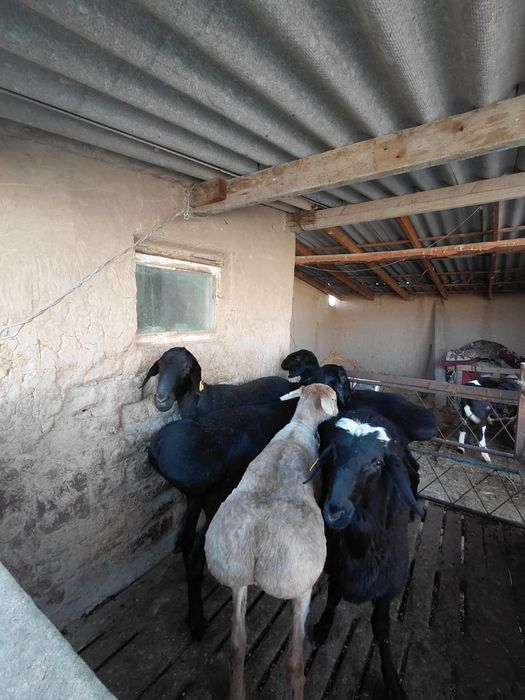 Қошкарлар сатылады