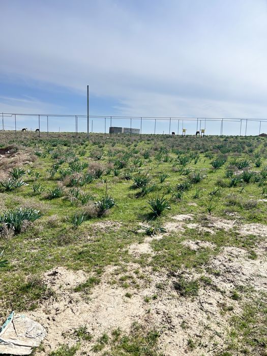 Участок Кайнар булакта