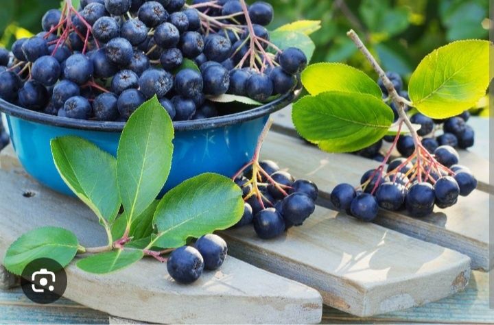 Шишки сосновые и черноплодка