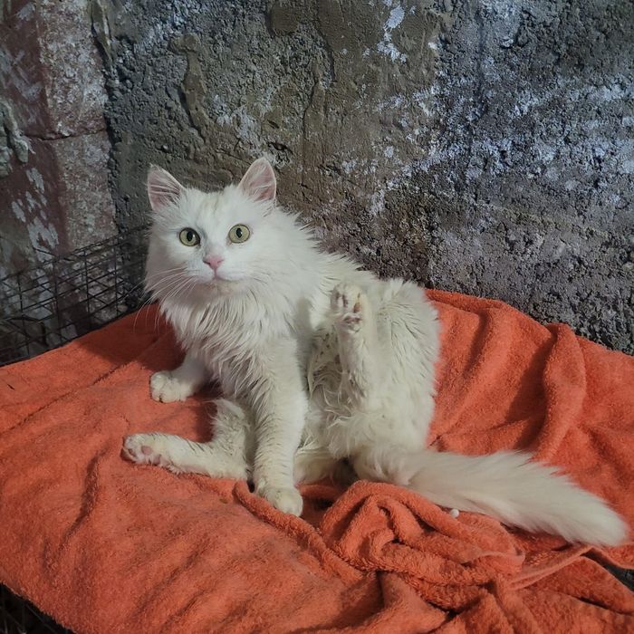 Алматы! Ищу дом кошке , отдам кошку