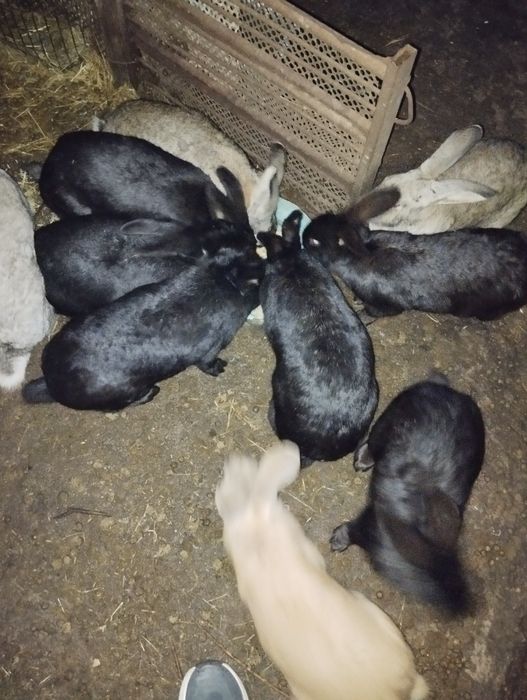 Продавам   зайци