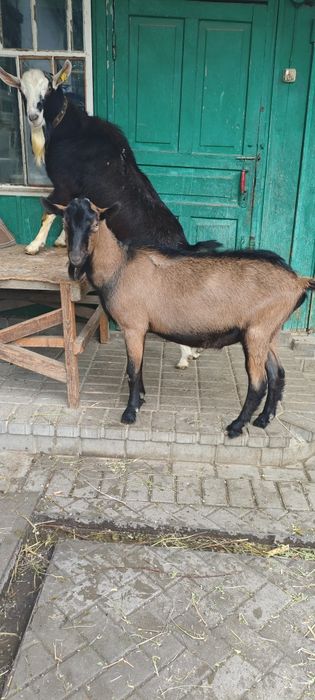 Продам Альпийского козла.