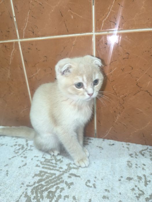 Шиншилла 2ойлик угил бола мушук