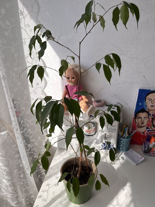 Фикус Бенджамина